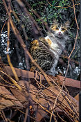 毛茸茸的猫在屋顶上