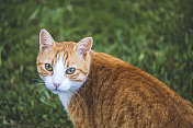 黄色虎斑猫特写肖像