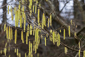 榛丛与雄花