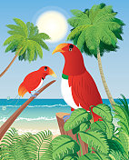 极乐鸟和海滩鸟王