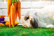 这是一只白色兔子在闻胡萝卜的特写。