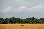 非洲大草原上的独象
