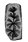 植物化石,Sphenophyllum