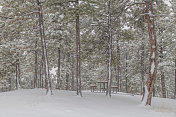 降雪期间，地区公园里的松树和寂寞的野餐桌