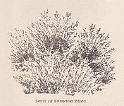 木刻，1893年出版，德国巴伐利亚Solnhofen