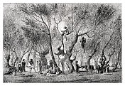 1877年，人们在农场采摘橄榄果