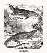 绿蜥蜴和壁虎，木刻，1893年出版