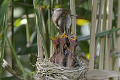 巢中的芦苇莺(arundinacus)