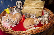篮子里有一群可爱的小猫