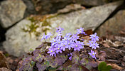 银莲花-春天的花，挪威奥斯陆