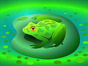 睡莲上的青蛙，湖泊自然，青蛙站在一片叶子上，青蛙看着相机，绿色的水景