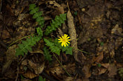 在Bloom中，Aposeris foetida