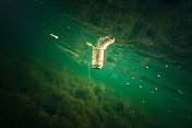 在城市湖泊中漂浮的铝罐垃圾的水下图像