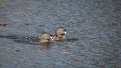 一对黄嘴鸊鷉，(Podilymbus podiceps)，一对足嘴鸊鷉，美洲鸊鷉。