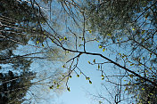 在森林天空的映衬下，一根长着嫩叶的树枝