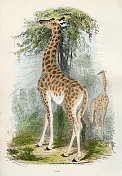 长颈鹿雕刻1893
