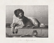 纽芬兰犬，钢版画，1868年出版