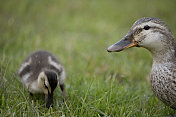 英国北约克郡，春天，母野鸭和她的小鸭子在喂养