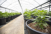 温室盆栽大麻植物