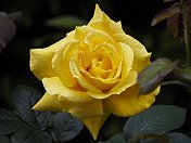 春天的黄玫瑰