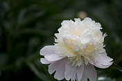 牡丹-白花