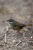 白眉鹪(frontalis Sericornis)