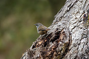 白眉鹪(frontalis Sericornis)