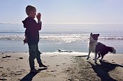 海滩上的男孩和狗