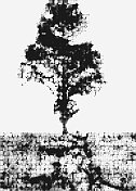 抽象黑白风格的树木图案背景