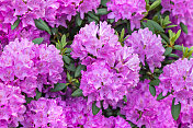 在春天盛开的紫色杜鹃花