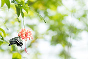 芙蓉在饮芙蓉花蜜