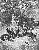 森林里的狐狸一家