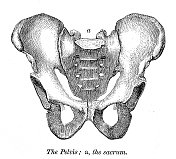 骨盆和骶骨雕刻解剖学1872年