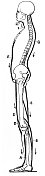人体脊柱雕刻解剖学1872