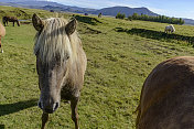 冰岛马近距离放牧在草地上