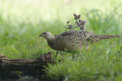 女性pheasant (Phasianus colchicus)