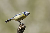 Bluetit (Parus山雀)