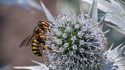 棉花蜂，(Anthidium florentinum)，巨大的Panicaut， (Eryngium giganteum)，威尔莫特小姐的鬼魂。