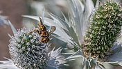 棉花蜂，(Anthidium florentinum)，巨大的Panicaut， (Eryngium giganteum)，威尔莫特小姐的鬼魂。