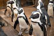 一群企鹅聚集在一个室内围栏里