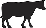 牛的剪影