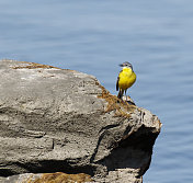 黄鹡鸰（Motacilla flava）