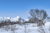 在挪威的冬天，白桦树被白雪覆盖