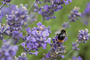 大黄蜂(Bombus pratorum)在薰衣草花上