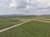大量种植玉米的农田