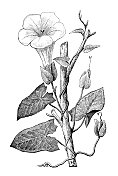 古董植物学插图:花萼，树篱旋花