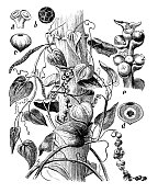 古董植物学插图:黑胡椒、黑胡椒