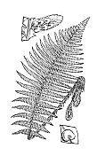 古代植物学插图:蕨类植物