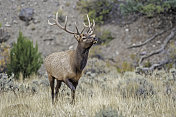 雄性落基山麋鹿(Cervus canadensis nelsoni)是在落基山和黄石国家公园发现的麋鹿的一个亚种。在有鹿角的秋天和发情期。