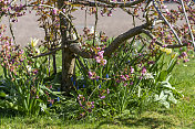 英国花园里的水仙花和樱花